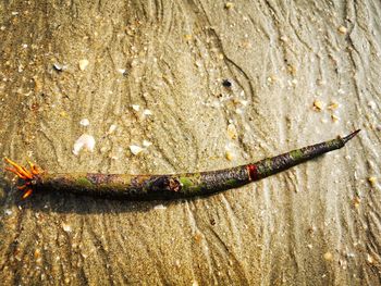 High angle view of insect on wet shore