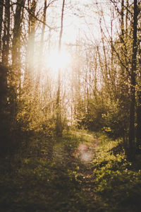 Trees in forest during autumn