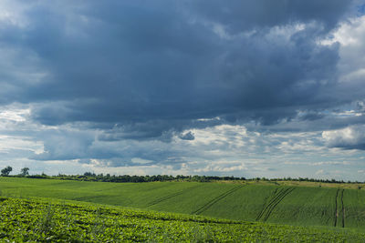 Scenic view of agricultural field against sky