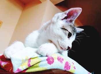 Close-up of cat resting on bed