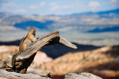 Close-up of squirrel