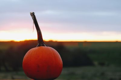 Close-up of orange against sky during sunset