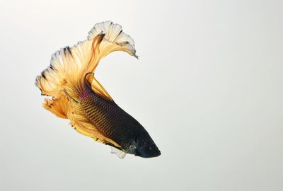 Close-up of bird against clear sky