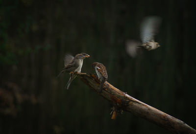 Sparrows by branch