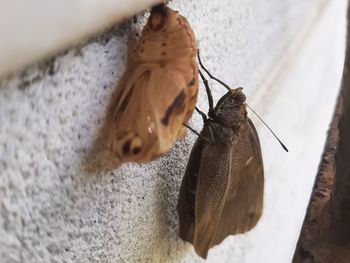 High angle view of butterfly