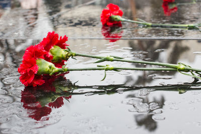 Close-up of wet red flowering plant in lake