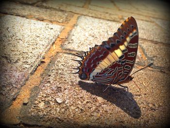 High angle view of butterfly on leaf