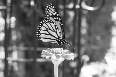 Close-up of butterfly pollinating flower