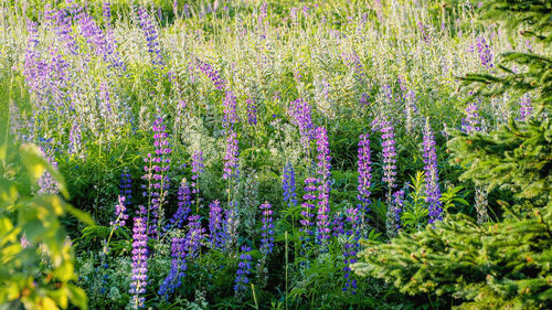 Purple flowering plants in garden