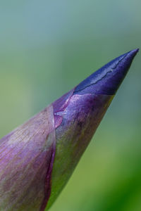 Close-up of purple flower