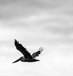 Low angle view of eagle flying