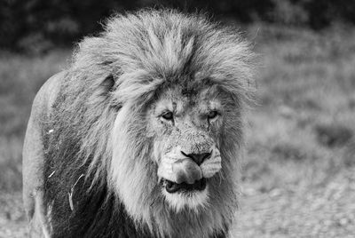 Lion standing on field at forest