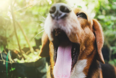 Close-up of dog sticking out tongue