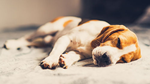 Close-up of dog sleeping