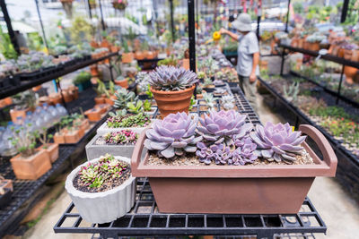 High angle view of potted plants for sale at market