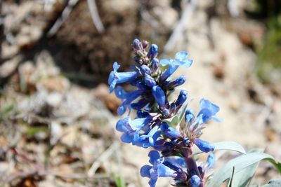 Close-up of blue flowers on plant