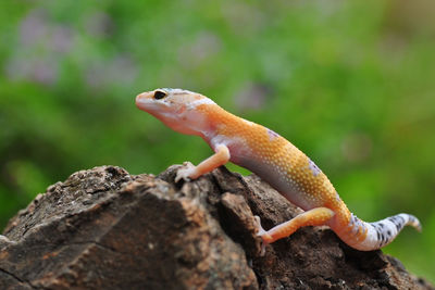 Close-up of lizard