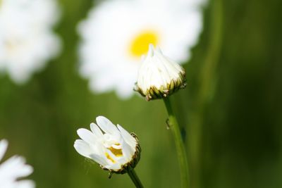 Close-up of white pollinating on flower