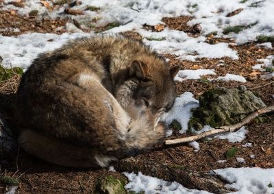 Cat relaxing on snow covered land