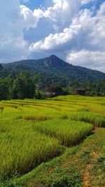 Scenic view of agricultural field against sky