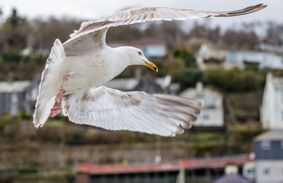 Close-up of bird flying