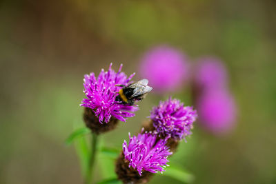 Close-up of bee pollinating on purple flower