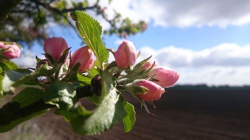 Close-up of pink flowering plant