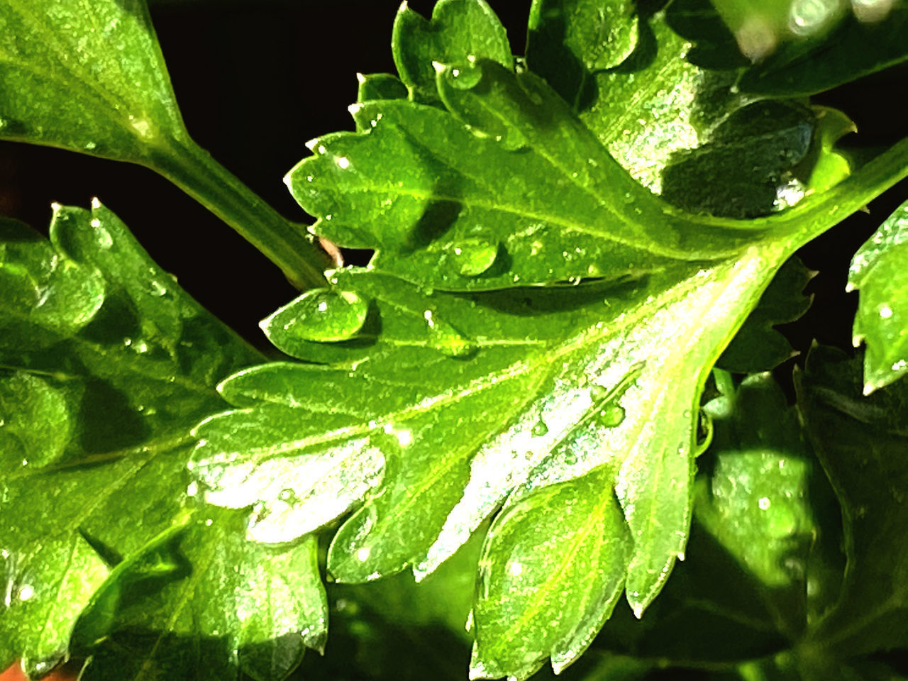 CLOSE-UP OF WATER DROPS ON LEAVES