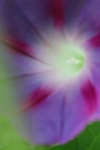 Macro shot of pink flower