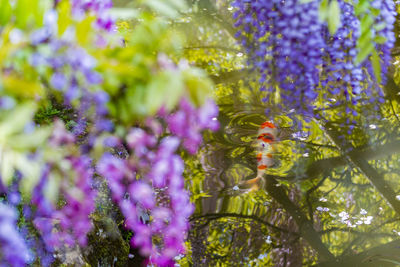 Kasuga taisha manban botanical garden wisteria flowers