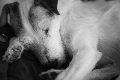 Close-up of dog sleeping