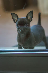 Portrait of dog seen through window