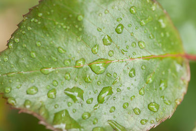 Close-up of raindrops on leaves