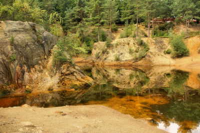 Plants growing by river in forest