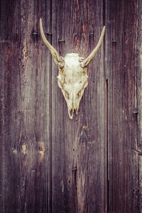 Close-up of animal skull hanging on wood