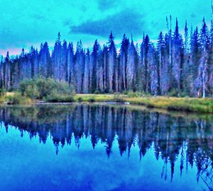 Reflection of trees in lake