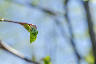 Close-up of green leaves on plant