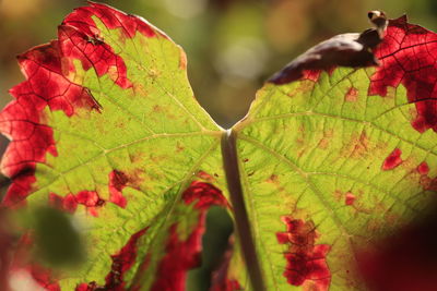 Close-up of maple leaf during autumn