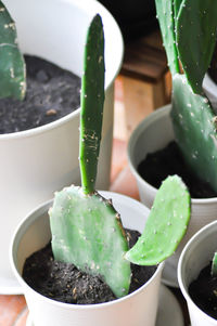 Close-up of succulent plant in pot