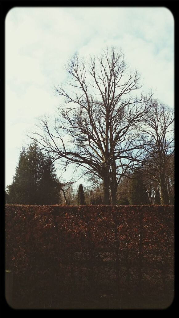 sky, transfer print, bare tree, tree, auto post production filter, cloud - sky, field, landscape, tranquility, tranquil scene, rural scene, cloudy, cloud, nature, branch, scenics, outdoors, fence, no people, built structure