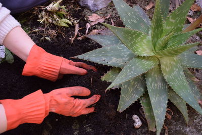 Cropped hand of person holding plant