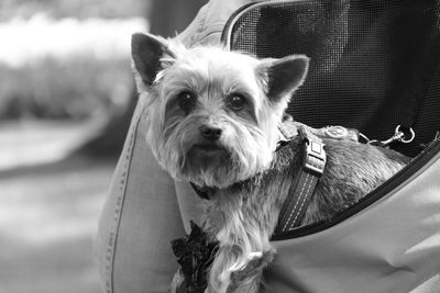 Close-up portrait of dog