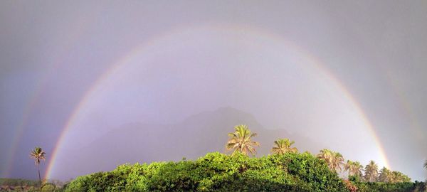 Low angle view of rainbow over trees