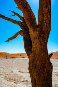 Driftwood on tree trunk in desert against sky