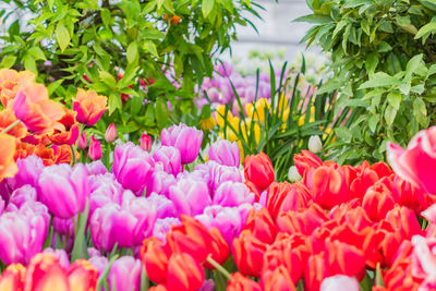 Colorful tilips on the field. nature landscape