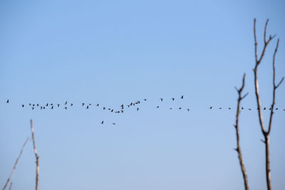 Low angle view of birds flying against clear blue sky