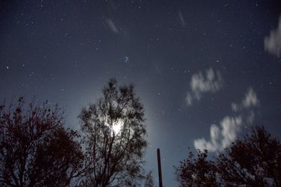 Low angle view of silhouette trees against star field