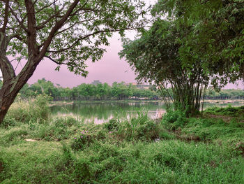 Scenic view of lake by trees on field against sky