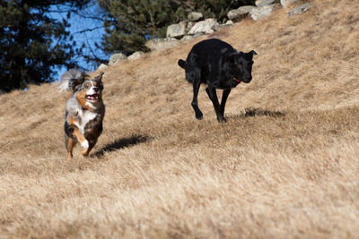 Goats on grass