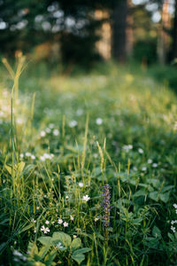 Close-up of flowering plants on field